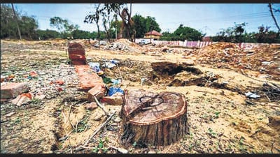 Remnants of trees on Chhattarpur Satbari-Gaushala road. (HT ARCHIVE) Remnants of trees on Chhattarpur Satbari-Gaushala road. (HT ARCHIVE)