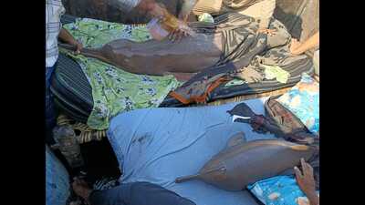 Rescue operation for dolphins underway (Sourced) Rescue operation for dolphins underway (Sourced)