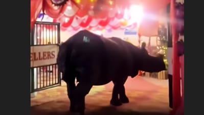 A wedding took an unexpected turn when a massive rhino wandered in. (Instagram/nepalinlast24hr) A wedding took an unexpected turn when a massive rhino wandered in. (Instagram/nepalinlast24hr)