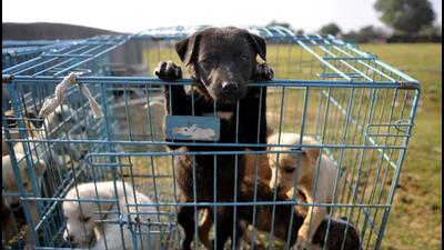 While conservative estimates by animal welfare activists believe there are between 300-500 pet shops in the Capital, this number does not include dog breeders, who often function from private premises. (HT ARCHIVE) While conservative estimates by animal welfare activists believe there are between 300-500 pet shops in the Capital, this number does not include dog breeders, who often function from private premises. (HT ARCHIVE)