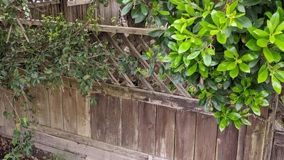 An optical illusion on Reddit challenged users to spot a hidden cat. (Reddit/OkSheepherder785) An optical illusion on Reddit challenged users to spot a hidden cat. (Reddit/OkSheepherder785)