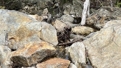 An optical illusion featuring a camouflaged snake in nature went viral on Reddit. (Reddit/lumpybuddha) An optical illusion featuring a camouflaged snake in nature went viral on Reddit. (Reddit/lumpybuddha)