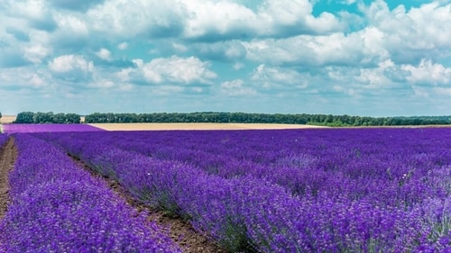 The tiny town of Grasse is known for growing the finest flowers for many of the world’s top perfumers. (Shutterstock) The tiny town of Grasse is known for growing the finest flowers for many of the world’s top perfumers. (Shutterstock)