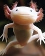 Axolotls can repeatedly regenerate entire limbs, hearts, lungs, and even parts of their brains and spinal cords. (National Geographic)