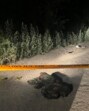 The scene of alleged sharpshooter Naveen Kumar’s killing. (Sourced) The scene of alleged sharpshooter Naveen Kumar’s killing. (Sourced)