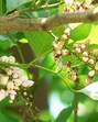 These small, sweet-smelling flowers belong to the Pongamia genus, commonly known as Papdi or Karanj. While we often marvel at the dramatic beauty of the Gulmohar, Cassia, and Jacaranda, we tend to overlook the subtle charm of these modest white blooms. (Photo by the writer) These small, sweet-smelling flowers belong to the Pongamia genus, commonly known as Papdi or Karanj. While we often marvel at the dramatic beauty of the Gulmohar, Cassia, and Jacaranda, we tend to overlook the subtle charm of these modest white blooms. (Photo by the writer)
