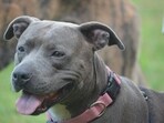 Did pit bull puppy kill NYC newborn? Shocking details reveal injuries happened after girl’s death (Pixabay - representational image) Did pit bull puppy kill NYC newborn? Shocking details reveal injuries happened after girl’s death (Pixabay - representational image)