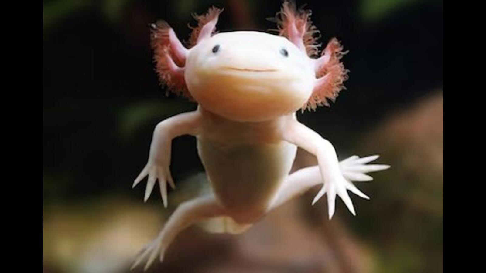 Is an Axolotl an Amphibian? the Bizarre Biology Behind the Creature That Refuses to Grow Up