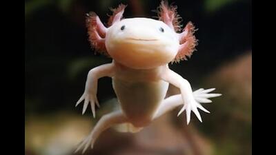 Axolotls can repeatedly regenerate entire limbs, hearts, lungs, and even parts of their brains and spinal cords. (National Geographic) Axolotls can repeatedly regenerate entire limbs, hearts, lungs, and even parts of their brains and spinal cords. (National Geographic)