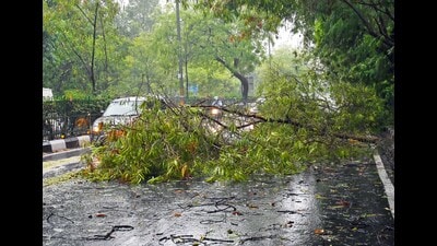 Ghorpade said the trees involved in the recent two accidents were of foreign species. (REPRESENTATIVE PHOTO)
