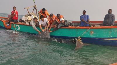 The whale shark was satellite-tagged and released by the Wildlife Trust of India (WTI) in a collaborative operation with the Gujarat Forest Department. (WTI Photo) The whale shark was satellite-tagged and released by the Wildlife Trust of India (WTI) in a collaborative operation with the Gujarat Forest Department. (WTI Photo)