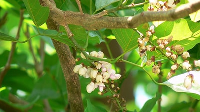 These small, sweet-smelling flowers belong to the Pongamia genus, commonly known as Papdi or Karanj. While we often marvel at the dramatic beauty of the Gulmohar, Cassia, and Jacaranda, we tend to overlook the subtle charm of these modest white blooms. (Photo by the writer) These small, sweet-smelling flowers belong to the Pongamia genus, commonly known as Papdi or Karanj. While we often marvel at the dramatic beauty of the Gulmohar, Cassia, and Jacaranda, we tend to overlook the subtle charm of these modest white blooms. (Photo by the writer)