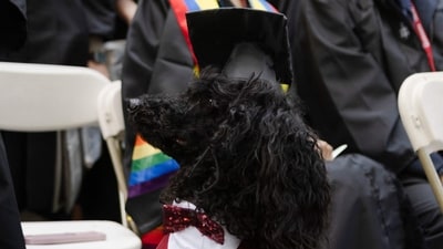 CAMBRIDGE, MASSACHUSETTS - MAY 29: A poodle named Darling wears a graduation cap during Harvard University's commencement on May 29, 2025 in Cambridge, Massachusetts. The joyous occasion unfolds amid escalating tensions between Harvard and the Trump administration, which has ordered the cancellation of federal contracts valued at approximately $100 million. Libby O'Neill/Getty Images/AFP (Photo by Libby O'Neill / GETTY IMAGES NORTH AMERICA / Getty Images via AFP) (Getty Images via AFP) CAMBRIDGE, MASSACHUSETTS - MAY 29: A poodle named Darling wears a graduation cap during Harvard University's commencement on May 29, 2025 in Cambridge, Massachusetts. The joyous occasion unfolds amid escalating tensions between Harvard and the Trump administration, which has ordered the cancellation of federal contracts valued at approximately $100 million. Libby O'Neill/Getty Images/AFP (Photo by Libby O'Neill / GETTY IMAGES NORTH AMERICA / Getty Images via AFP) (Getty Images via AFP)