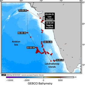 Tracking the whale shark (WTI Image) Tracking the whale shark (WTI Image)