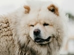 Chow_Chow