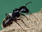 New research suggests that there was a time when snakes were much less impressive and needed to protect themselves from a vicious enemy: the humble ant. (University of Maryland Extension: Sourced)