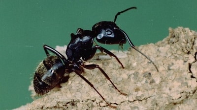 New research suggests that there was a time when snakes were much less impressive and needed to protect themselves from a vicious enemy: the humble ant. (University of Maryland Extension: Sourced) New research suggests that there was a time when snakes were much less impressive and needed to protect themselves from a vicious enemy: the humble ant. (University of Maryland Extension: Sourced)