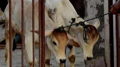 Under the cow adoption scheme, eligible beneficiaries receive ₹50 per cattle per day on a monthly basis to cover food and fodder expenses for animals adopted from temporary or permanent cow shelters. (REPRESENTATIVE IMAGE) Under the cow adoption scheme, eligible beneficiaries receive ₹50 per cattle per day on a monthly basis to cover food and fodder expenses for animals adopted from temporary or permanent cow shelters. (REPRESENTATIVE IMAGE)