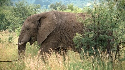 Teejram Dhobi was attacked by an elephant near Bania village under Pasan forest range when he was returning after work from a brick kiln on Thursday late evening. (Pic used for representation) (Pixbay)