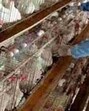 695 birds culled in hotspots; zoo closure extended amid virus scare (Sourced) 695 birds culled in hotspots; zoo closure extended amid virus scare (Sourced)