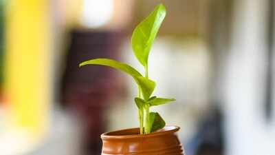 Green Earth (Pixabay) Green Earth (Pixabay)
