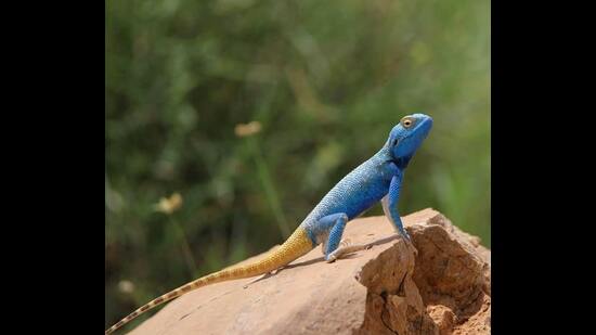 Agama in full colours, Amar Sagar, Jaisalmer (Thar desert). (Shyam Meena)