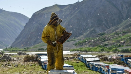 Deputies, county public works employees and several bee experts responded to the scene. (Representational Image - AFP)