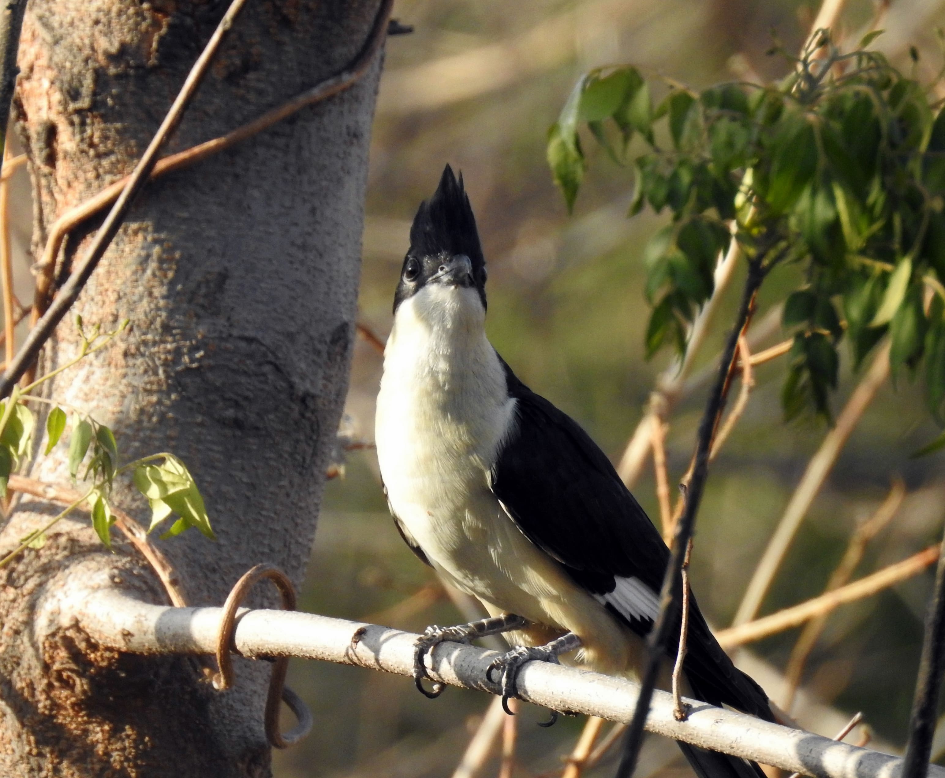 Pied cuckoo in the Thapli jungles (From the archives of late Jatinder Vijh) Pied cuckoo in the Thapli jungles (From the archives of late Jatinder Vijh)