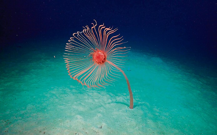 Delicate life exists in the flat plains where we now plan to harvest nodules of metal. (Deep Sea Conservation Coalition) Delicate life exists in the flat plains where we now plan to harvest nodules of metal. (Deep Sea Conservation Coalition)