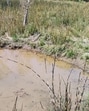 A waterhole in a core forest area. (Sourced) A waterhole in a core forest area. (Sourced)