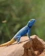 Agama in full colours, Amar Sagar, Jaisalmer (Thar desert). (Shyam Meena)