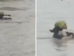 The video shows the man approaching the animal carefully and bringing it back to safety. The video shows the man approaching the animal carefully and bringing it back to safety.
