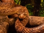 Customs officials discovered 48 highly venomous viper snakes and five turtles during the search at Mumbai airport