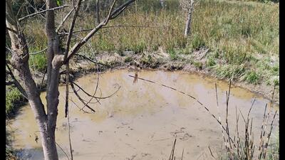 A waterhole in a core forest area. (Sourced) A waterhole in a core forest area. (Sourced)