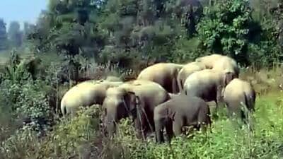 Forest officials said they are unsure how to disburse the remaining ₹17 lakh, as the government is yet to formally notify the revised compensation. (HT Photo/ Representational image) Forest officials said they are unsure how to disburse the remaining ₹17 lakh, as the government is yet to formally notify the revised compensation. (HT Photo/ Representational image)