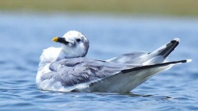 The species primarily breeds in the high-latitude Arctic regions of North America, Greenland, and Siberia, nesting near wet tundra areas. (Sourced) The species primarily breeds in the high-latitude Arctic regions of North America, Greenland, and Siberia, nesting near wet tundra areas. (Sourced)