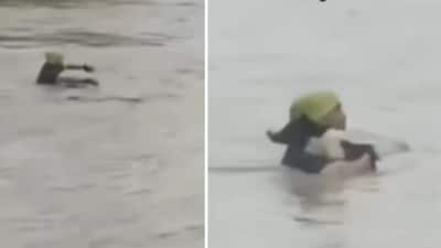 The video shows the man approaching the animal carefully and bringing it back to safety. (X/@diana_warep) The video shows the man approaching the animal carefully and bringing it back to safety. (X/@diana_warep)