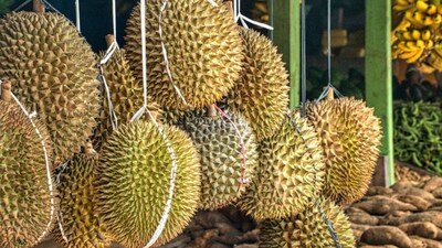 Durian is a large, spiky tropical fruit native to Southeast Asia, famous for its powerful smell and rich, custard-like flesh. (Pexel) Durian is a large, spiky tropical fruit native to Southeast Asia, famous for its powerful smell and rich, custard-like flesh. (Pexel)