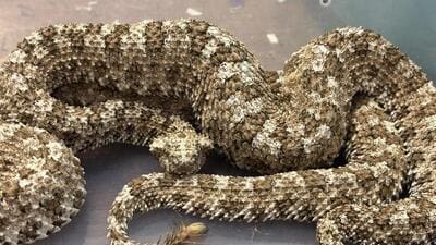 spider-tailed horned vipers (pseudocerastes urarachnoides) spider-tailed horned vipers (pseudocerastes urarachnoides)