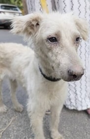 Angel is is calm, quiet, and incredibly loving. Angel is is calm, quiet, and incredibly loving.