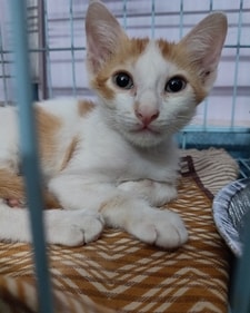 Tim is a looking for a stable, committed home. Tim is a looking for a stable, committed home.