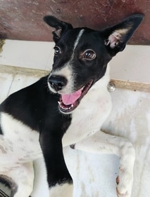 Milli is energetic, and endlessly friendly. Milli is energetic, and endlessly friendly.