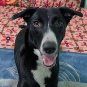 Shivy is being mistreated where she is living at present and needs to be immediately adopted. Shivy is being mistreated where she is living at present and needs to be immediately adopted.