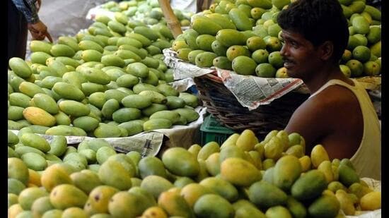 Growers say this year’s mango crop has benefited from well-timed rain and favourable weather. (HT file)
