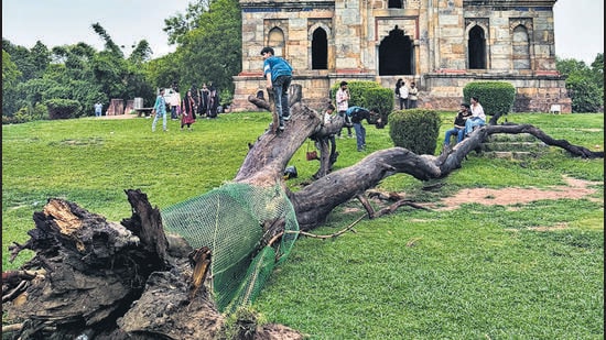 Nobody knew which tree it was. The tree would remain leafless throughout the year. (HT Photo)