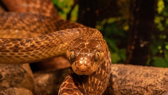Customs officials discovered 48 highly venomous viper snakes and five turtles during the search at Mumbai airport (Pixabay/Representational)