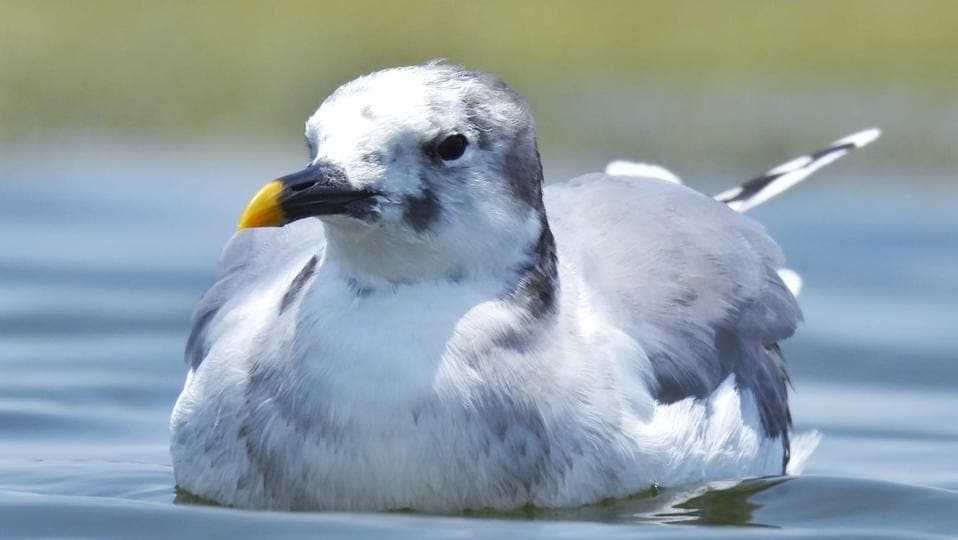 For winter, it migrates to tropical upwelling zones — highly productive marine areas off the coasts of South America and western Africa, according to the release For winter, it migrates to tropical upwelling zones — highly productive marine areas off the coasts of South America and western Africa, according to the release