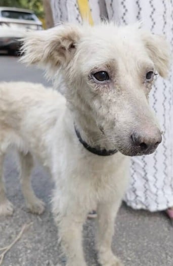 Angel is is calm, quiet, and incredibly loving. Angel is is calm, quiet, and incredibly loving.