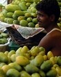 Growers say this year’s mango crop has benefited from well-timed rain and favourable weather. (HT file)