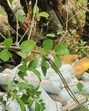 On Tuesday, eight armed Maoists hijacked around 4 tonnes of gelatin from a truck from near a forested stone quarry at Banko of Sundargarh district in Odisha. On Tuesday, eight armed Maoists hijacked around 4 tonnes of gelatin from a truck from near a forested stone quarry at Banko of Sundargarh district in Odisha.